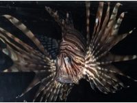 lionfish