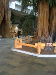 Replica Sequoia trees in Fresno Airport