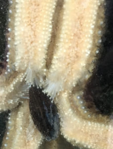 Giant sea star consuming a mussel in an Aquarius Aquarium Institute aquarium