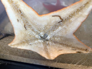Bat Star in Aquarius Aquarium Institute aquarium showing commensal annelid worms