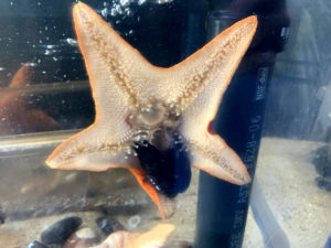 Bat Star in Aquarius Aquarium Institute aquarium