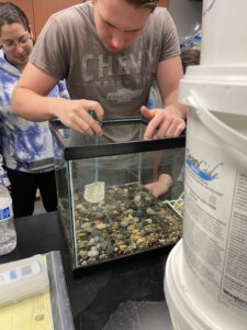 student catching baby trout from an aquarium