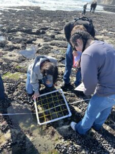 Three people are examining marine life on a rocky shore using a grid square frame. One person is crouched down closely observing the frame, while the others are standing and taking notes. The ocean can be seen in the background.