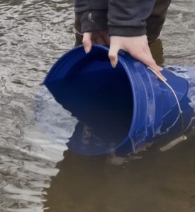 Person holding a blue plastic bucket, partially submerged in murky water, near the shore. The person's sleeves are rolled up, and the bucket is tilted, allowing water to flow inside.