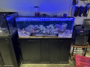 A saltwater aquarium with rocks and coral under blue lighting sits on a black cabinet. Filtration equipment is visible behind and to the right of the tank, with other fish tanks and supplies around it.